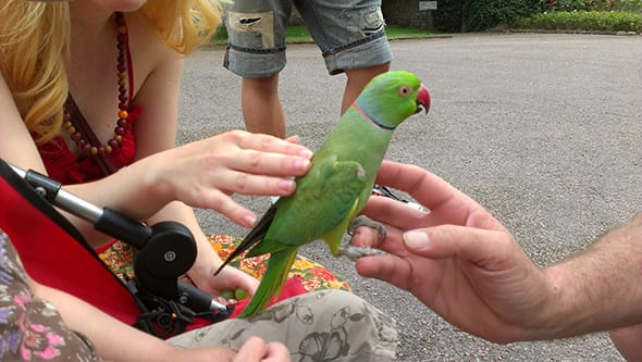 Rebecka and Lucien petting a bright green parrot.