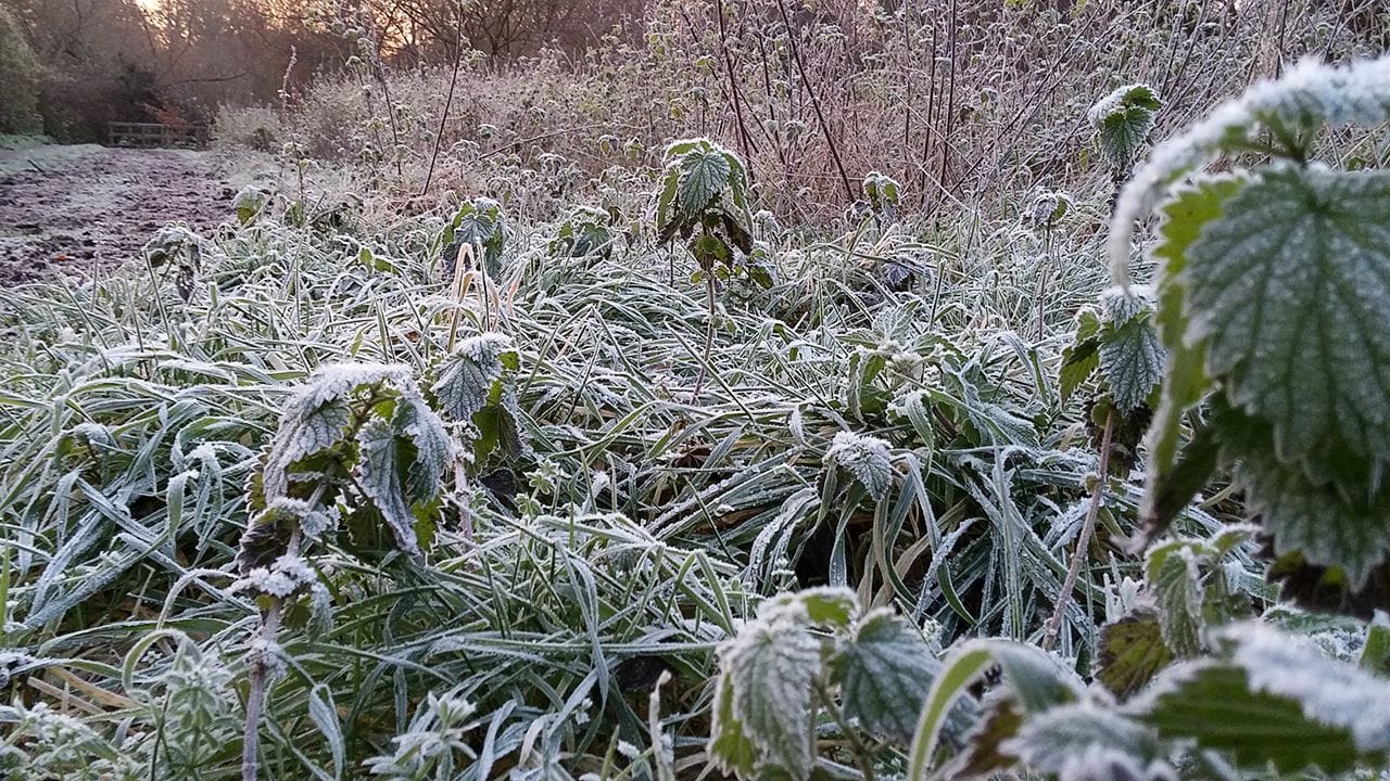 Morning frost on the walk to Turkey Mill, Maidstone.