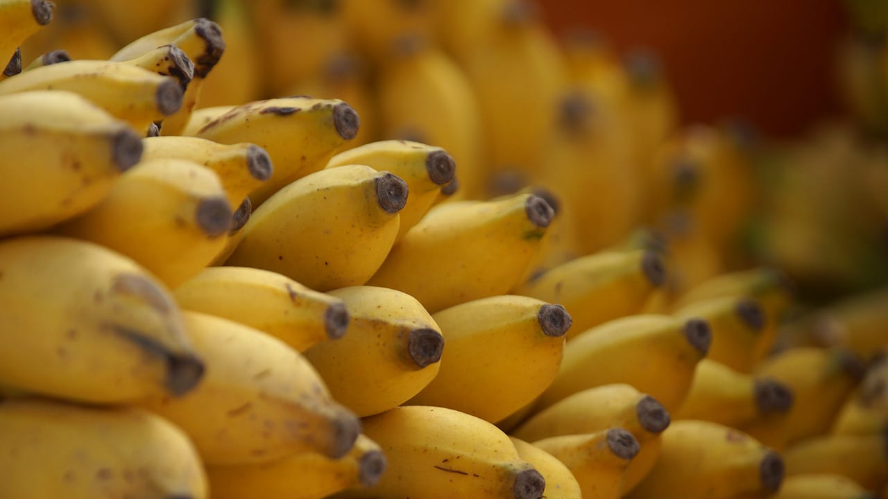 Closeup of rows of bananas.