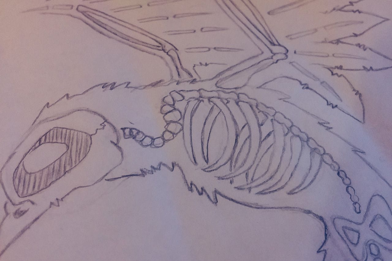 A pencil sketch of the skelton sparrow tatttoo I got.