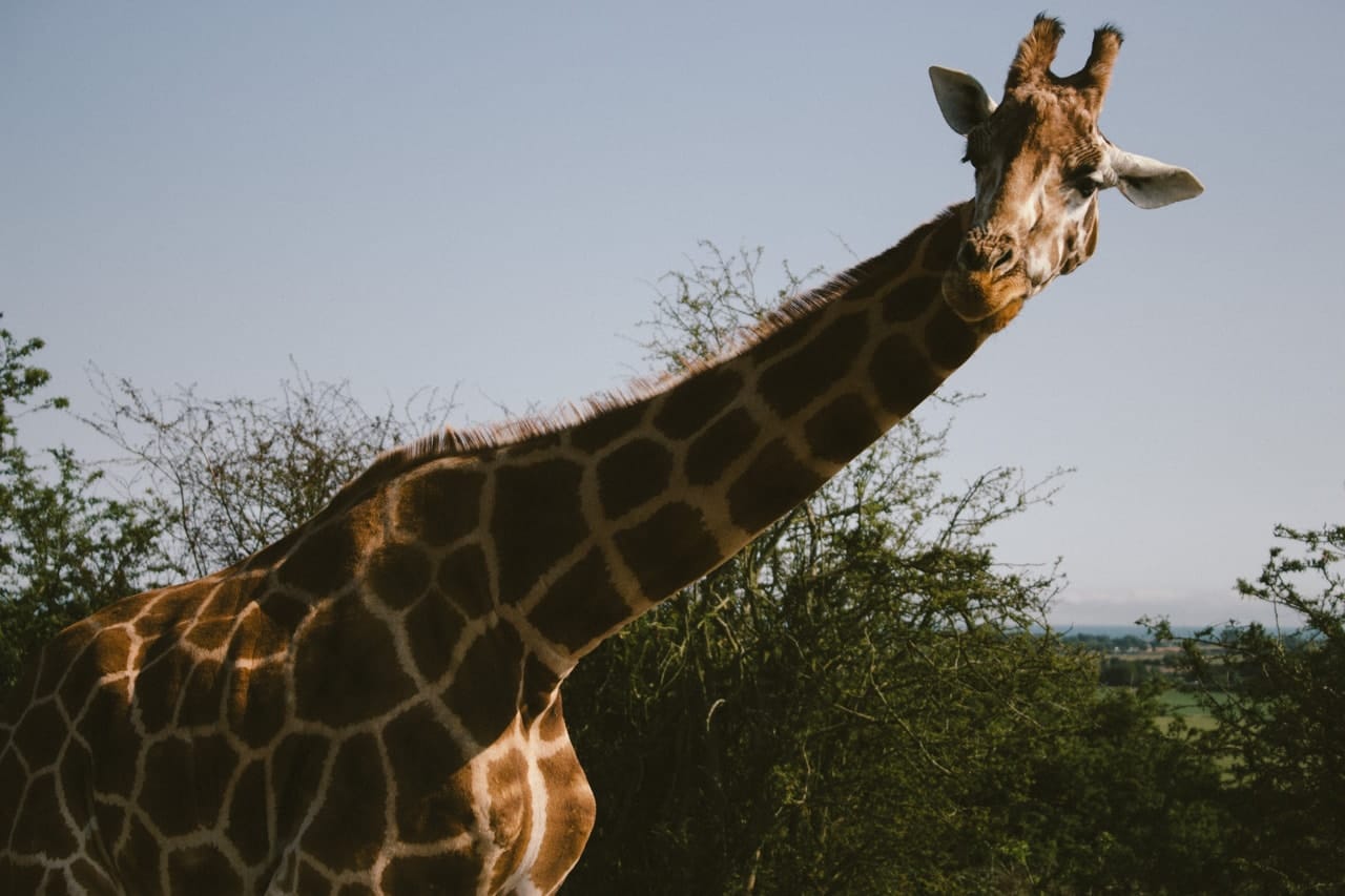 A giraffe looking longingly into the camera.