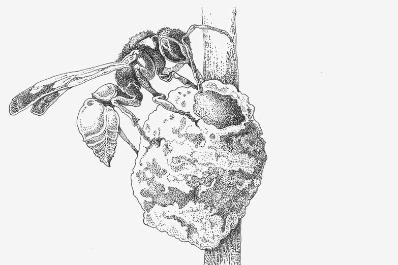 Illustration of a wasp and its nest.