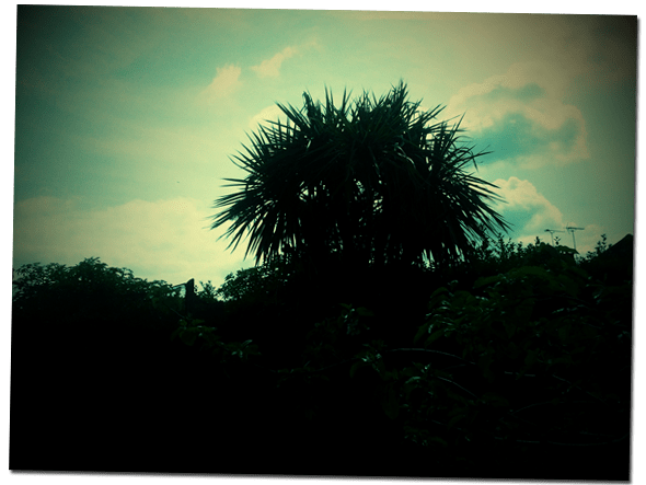A dark photo of a palm tree.