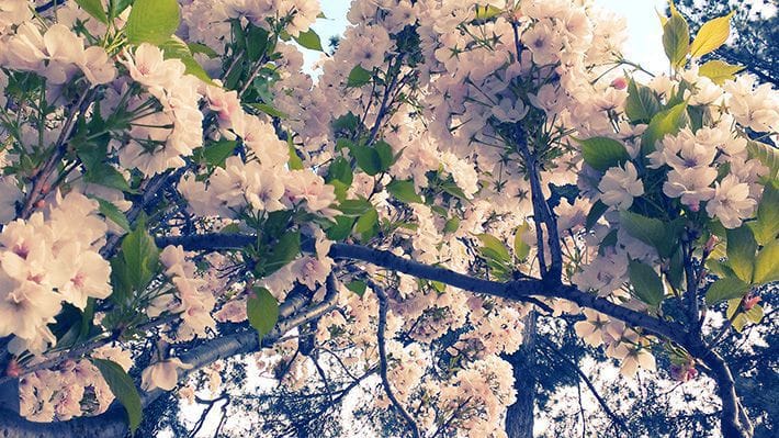 A blooming Cherry Tree