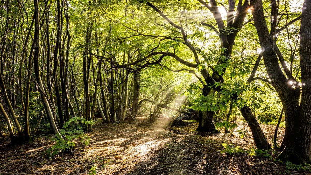 Light seeping through trees in the Badgells Woods.