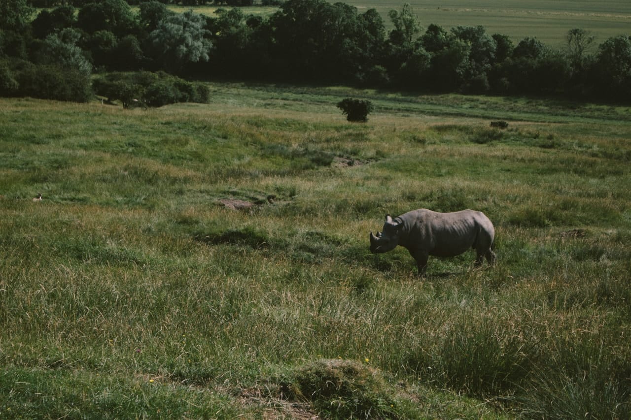 A lonely rhino, eating some grass.