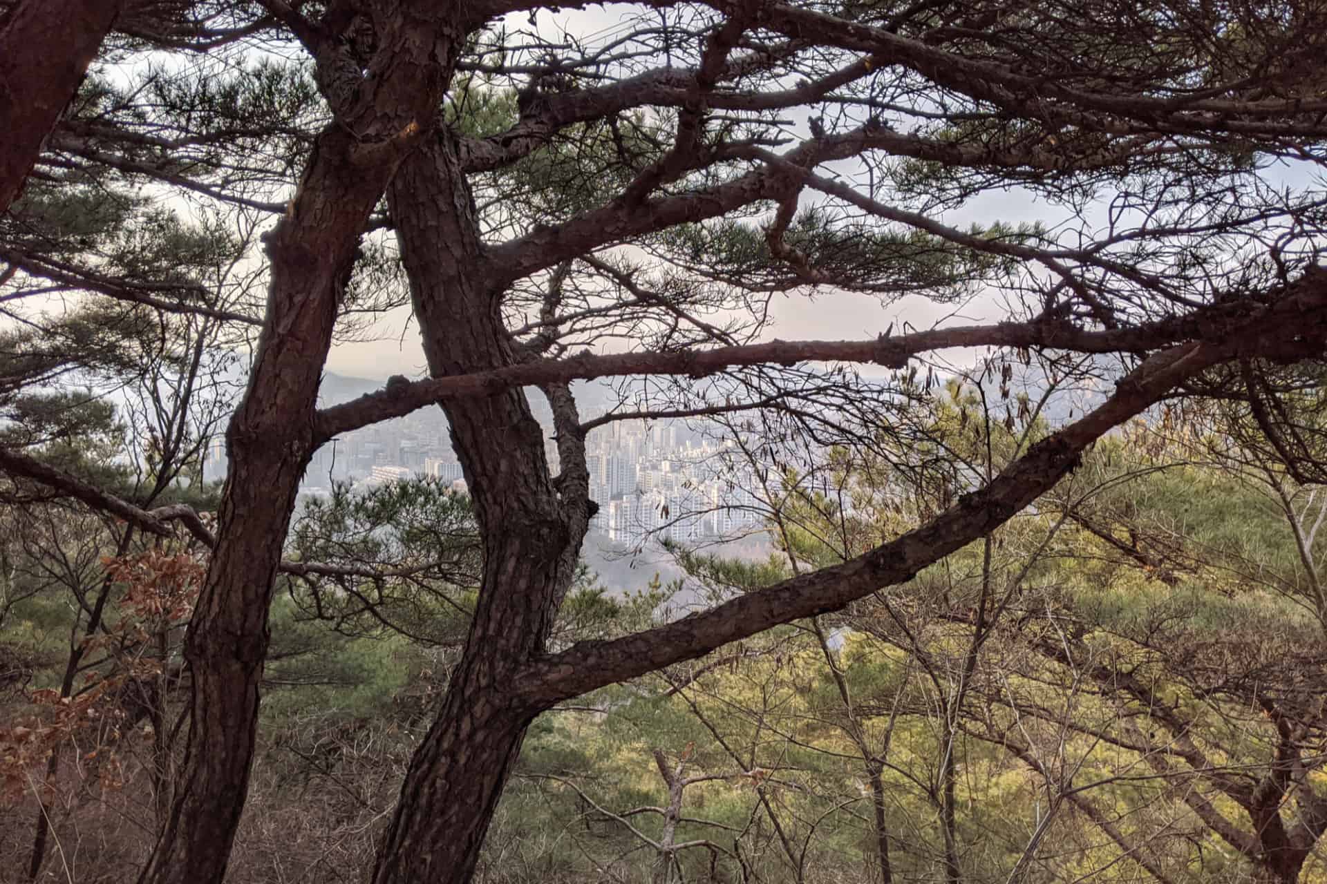The distant city of Seoul peeking through the trees, high up from the Bukhansan National Park.
